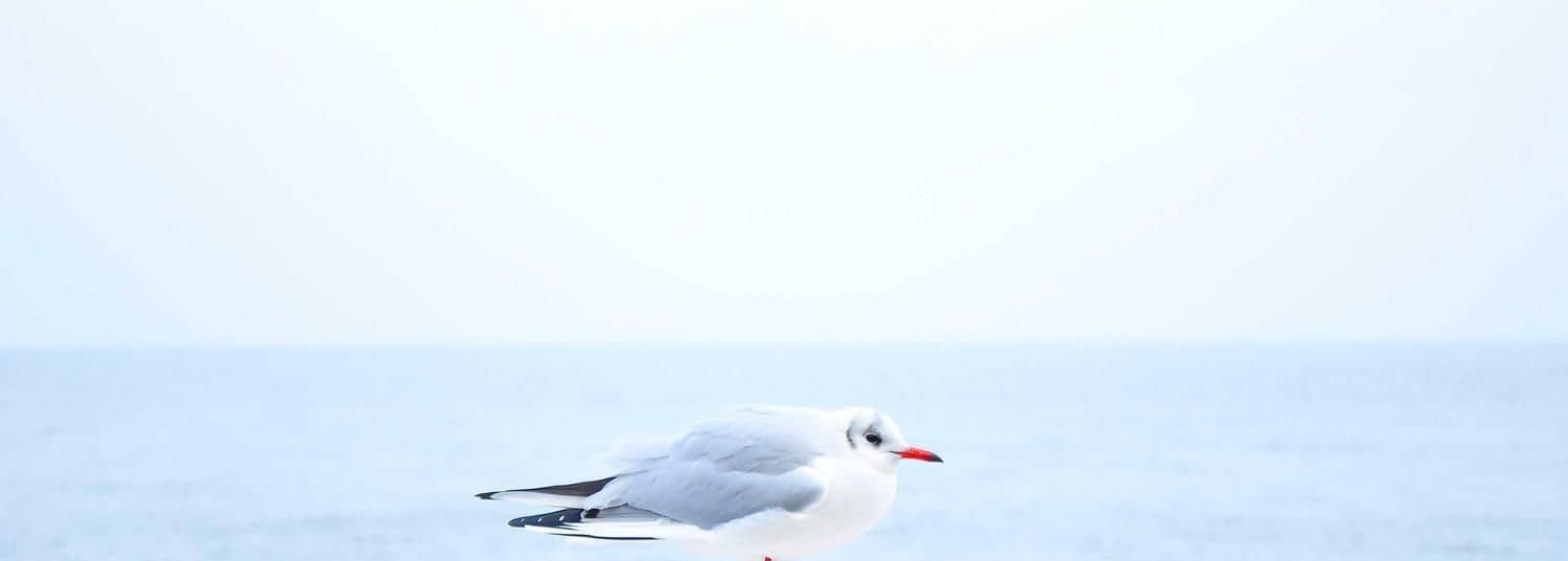 Test St8 for CI